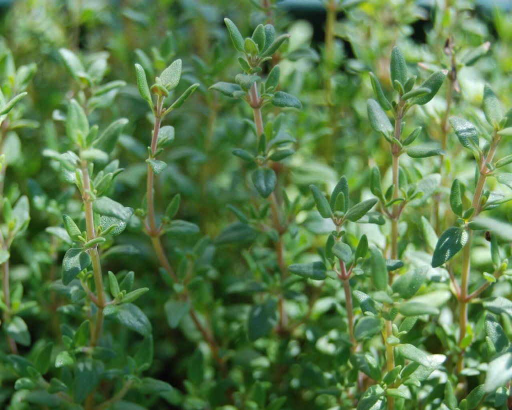 Thyme English Urban Seedling