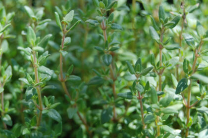 Thyme - English