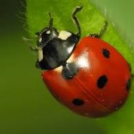 Pest Control - Lady Bugs