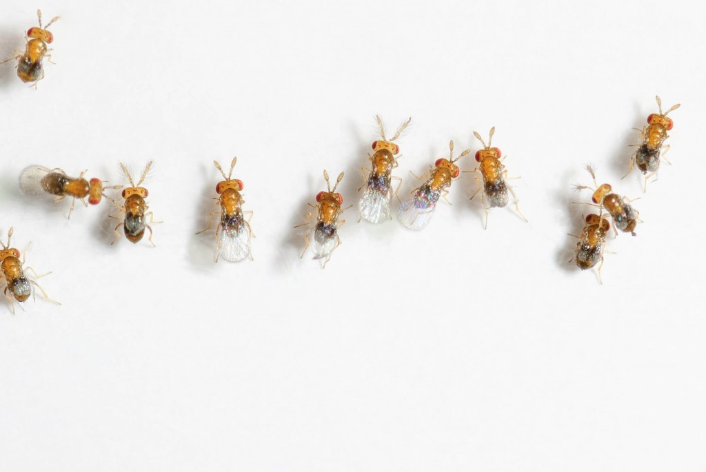 Pest Control Trichogramma, parasitic wasp for pest moths in the