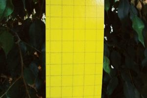 Pest Control - Yellow Sticky Traps