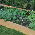 Raised Bed Garden - Hemlock 2"x8" planks