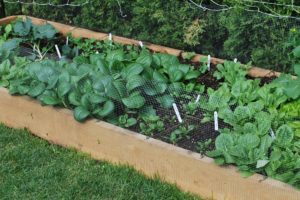 Raised Bed Garden - Hemlock 2"x8" planks