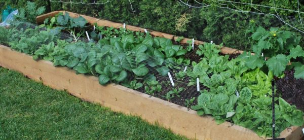 Raised Bed Garden - Hemlock 2"x8" planks