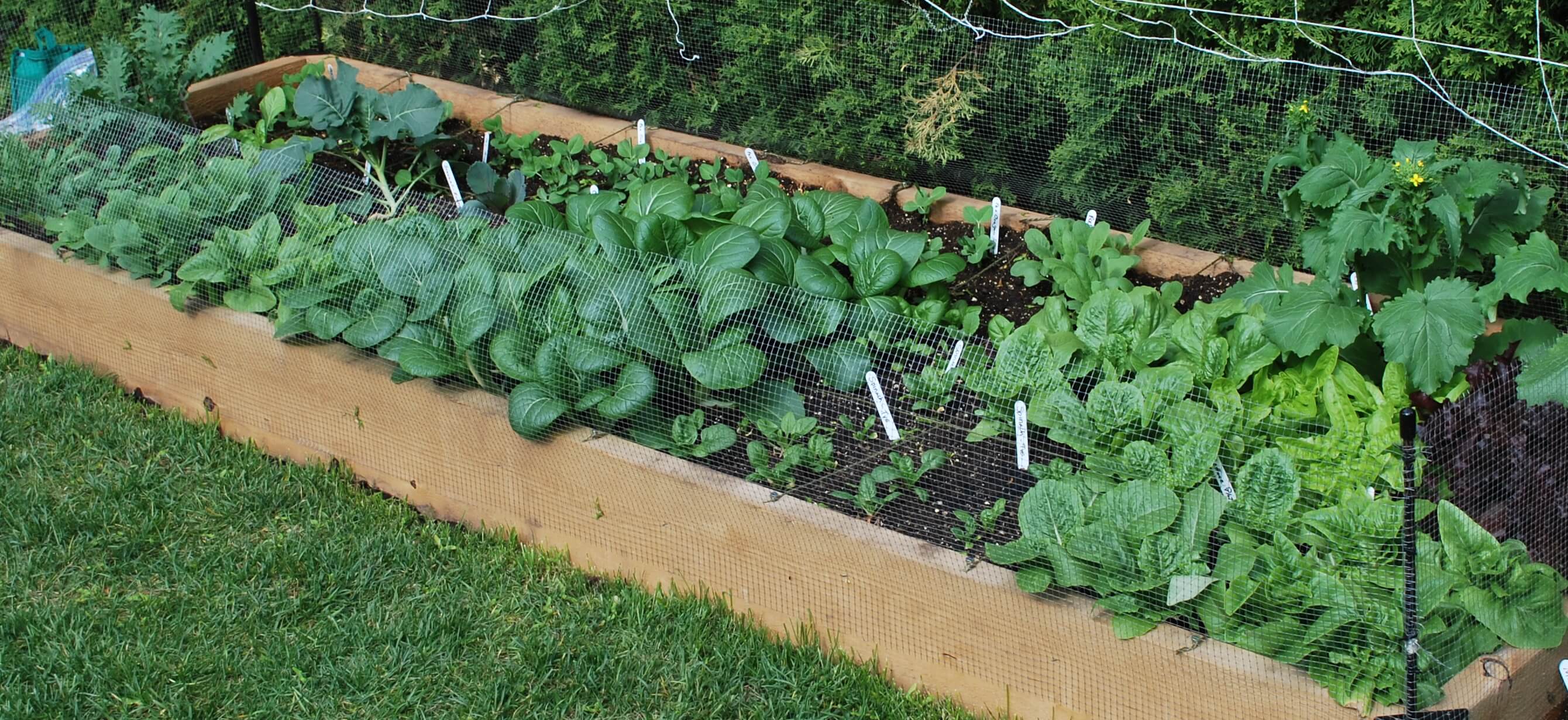 Hemlock Wood Planks For Raised Bed