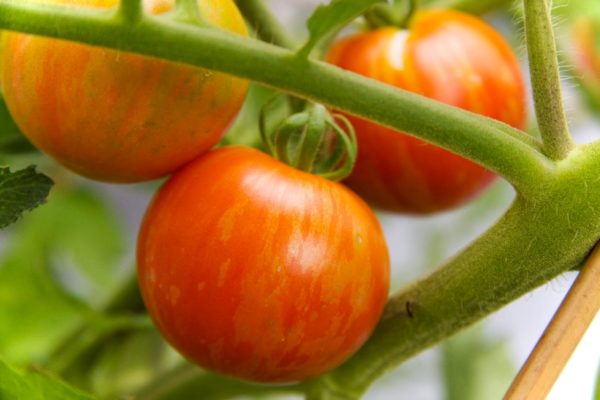 Tomato -  Bumblebee Indeterminate