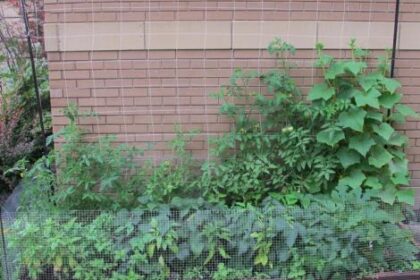 Raised-Bed Garden - Trellis Steel Frame