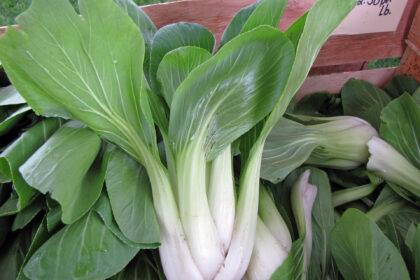 Asian Greens - Bok Choi Shanghai Green