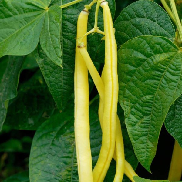 Bean - Gold Rush Bush