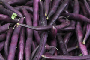 Bean - Royal Burgundy Bush