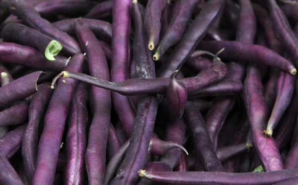 Bean - Royal Burgundy Bush