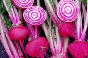 Beet - Chioggia