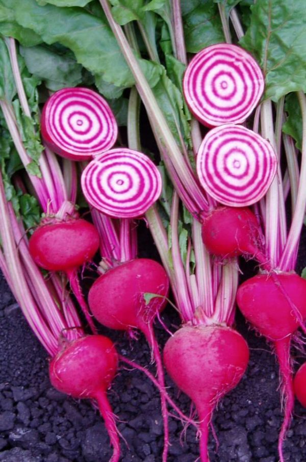 Beet - Chioggia