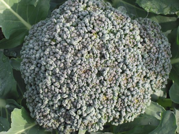 Broccoli - Di Ciccio