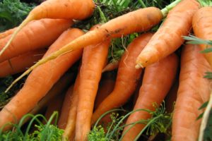 Carrot - Scarlet Nantes