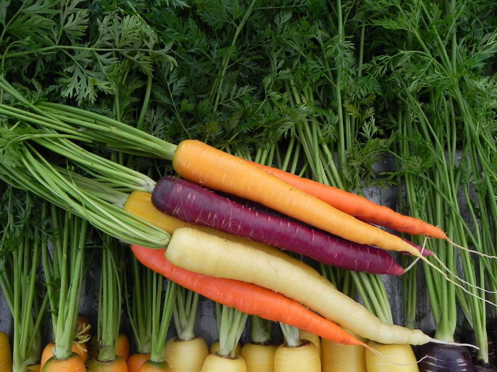 Carrot – Witches Fingers – Urban Seedling
