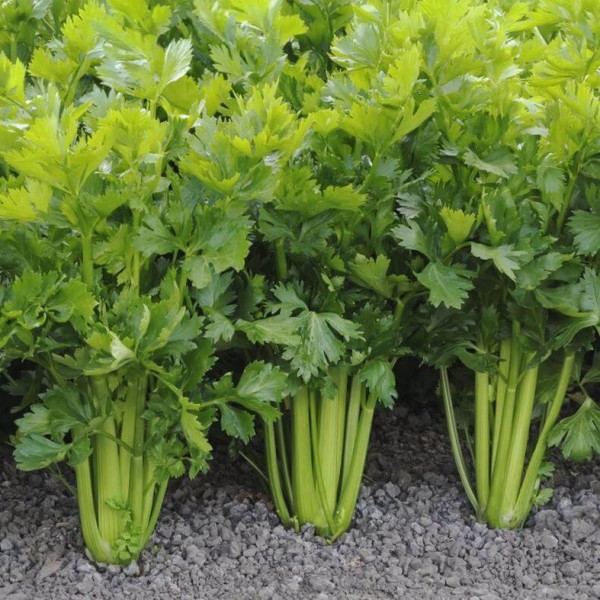 Celery Tall Utah Urban Seedling