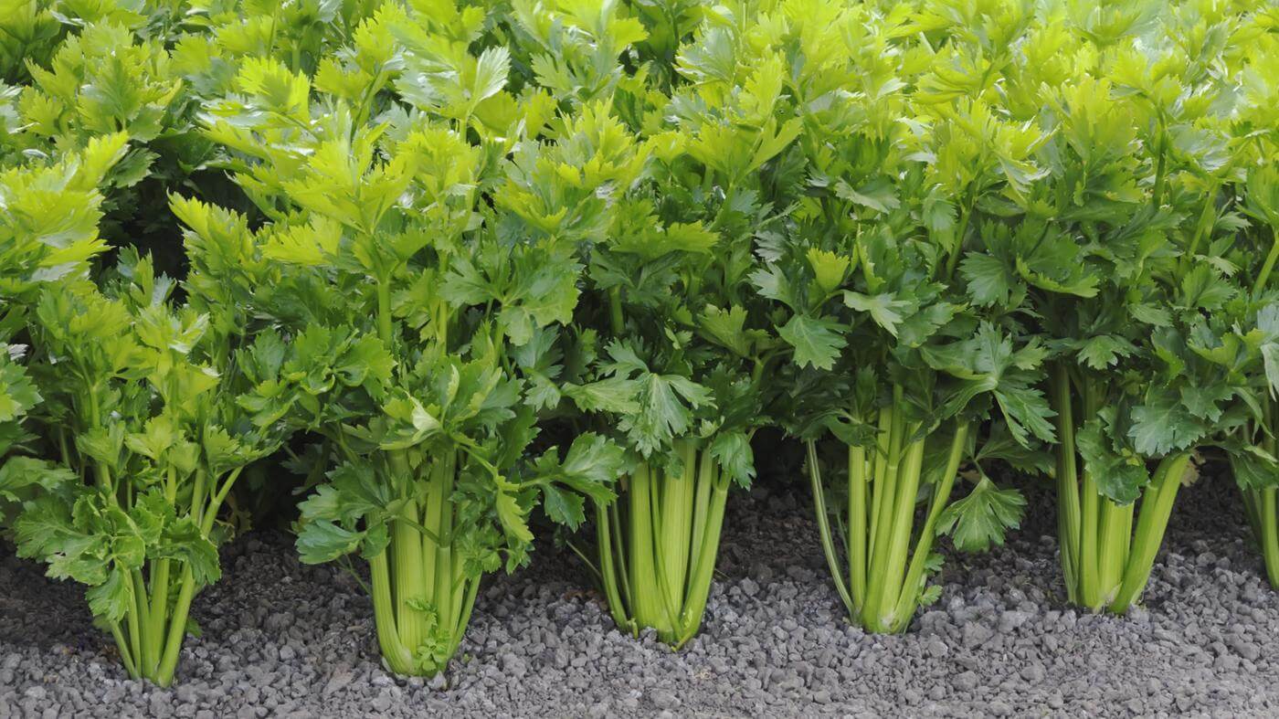 Celery – Tall Utah – Urban Seedling 
