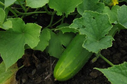 Cucumber - Tournesol Field Cuke