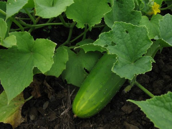 Cucumber - Tournesol Field Cuke