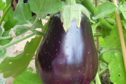 Eggplant - Black Beauty
