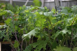 Close up of green leaves on red russian kale plants.