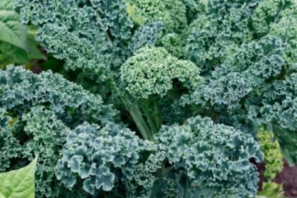 Kale - Vates Blue Curled Scots