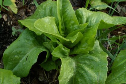 Lettuce - Deer Tongue