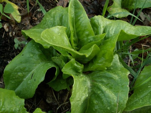 Lettuce - Deer Tongue