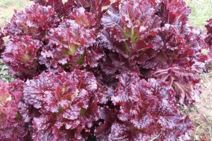 Lettuce - Outredgeous