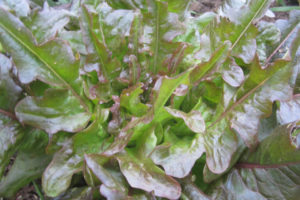 Lettuce - Red oak leaf