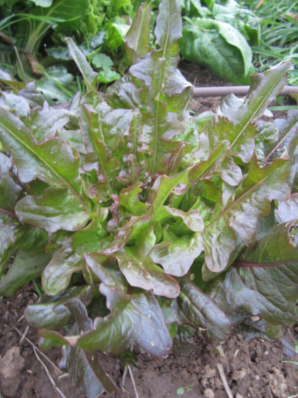 Lettuce - Red oak leaf