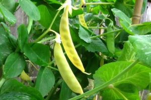 Pea - Golden Sweet Snow Pea