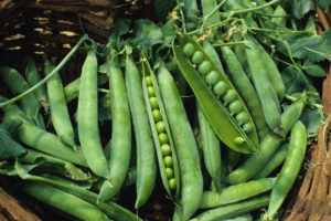 Pea - Green Arrow