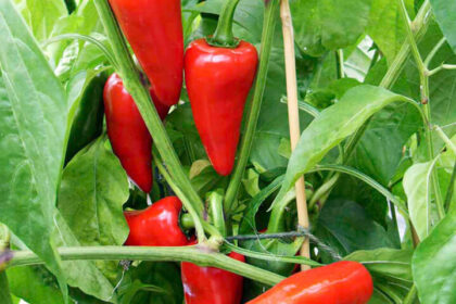 Pepper, Hot - Early Jalapeño