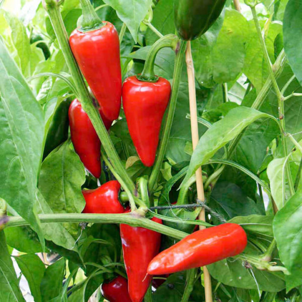 Pepper, Hot - Jalapeño