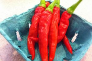 Pepper