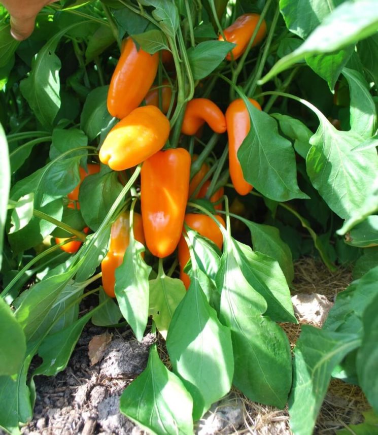 Pepper, Sweet Tequila Sunrise Urban Seedling