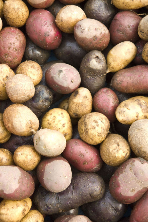 Potatoes - Mixed potato assortment