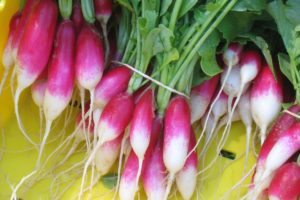 Radish - French Breakfast