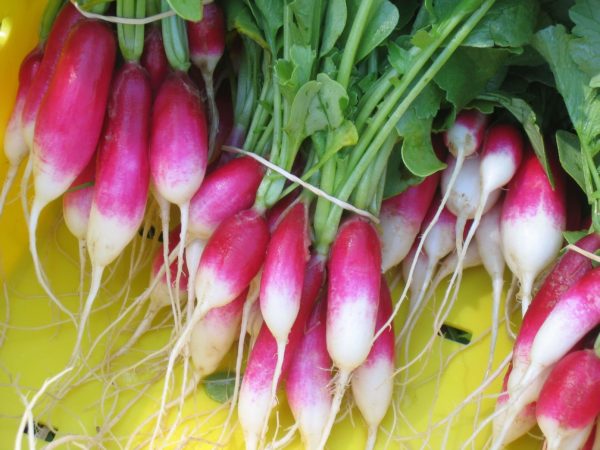 Radish - French Breakfast