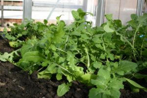 Arugula (roquette)