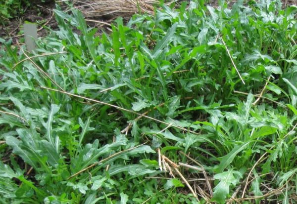 Roquette - Wild Sylvetta