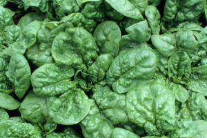 Spinach - Winter Waltz