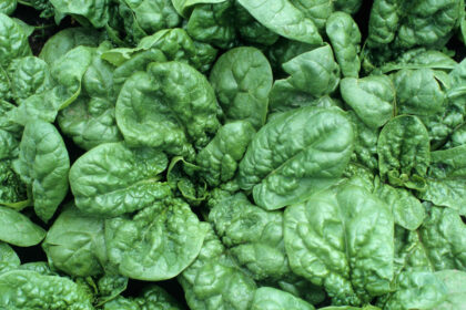 Spinach - Winter Waltz