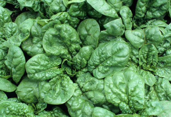 Spinach - Bloomsdale