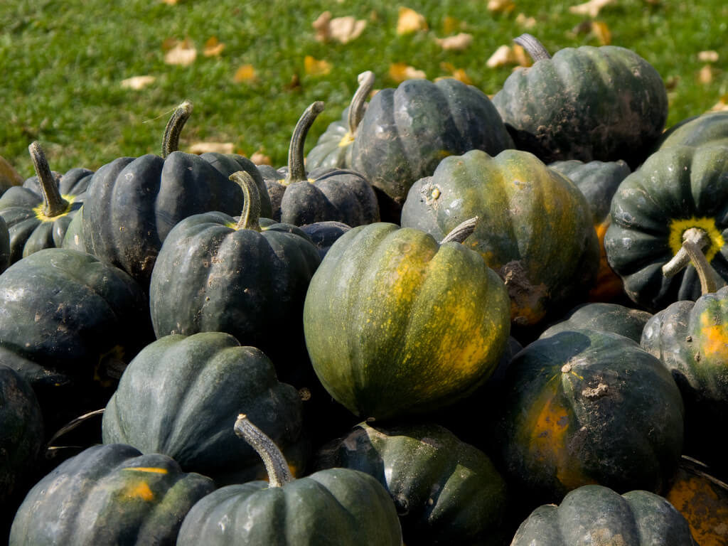 Squash Winter Acorn Sweet REBA Urban Seedling squash-winter-acorn-sweet-reba-urban-seedling