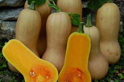 Winter Squash - Butternut