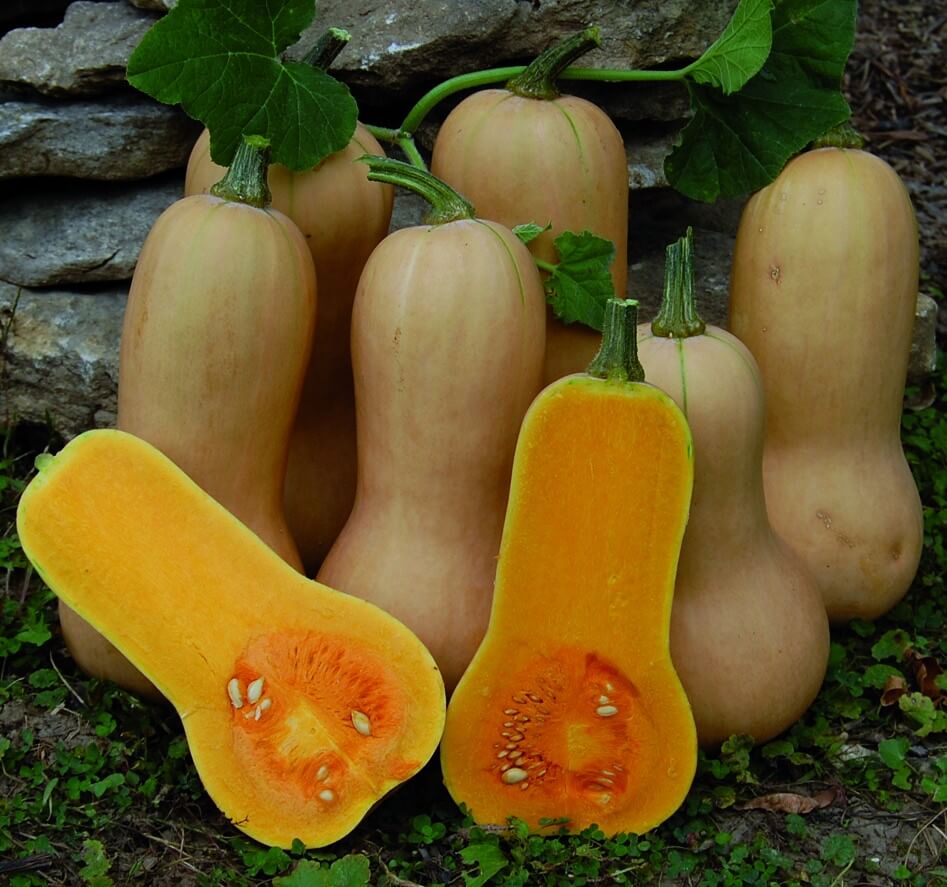 Squash Winter Waltham Butternut Urban Seedling