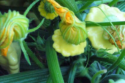 Squash, Summer - Golden Scallopini